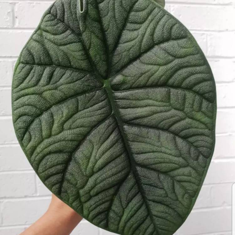 Plant image Alocasia melo