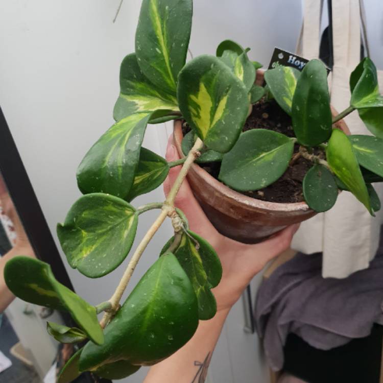 Plant image Hoya Obovata Variegata 