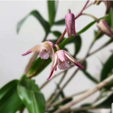 Dendrobium kingianum