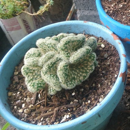 Plant image Mammillaria elongata 'Cristata'