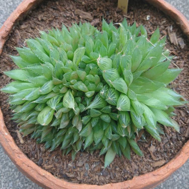 Plant image Haworthia cooperi Var. 'Cooperi'