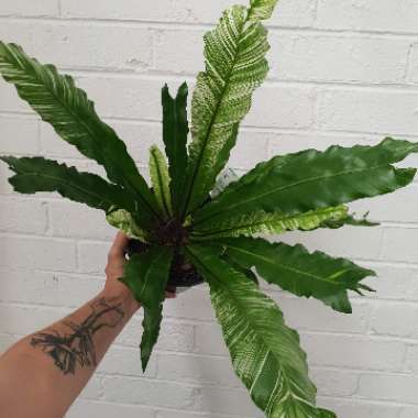 Asplenium nidus variegated form