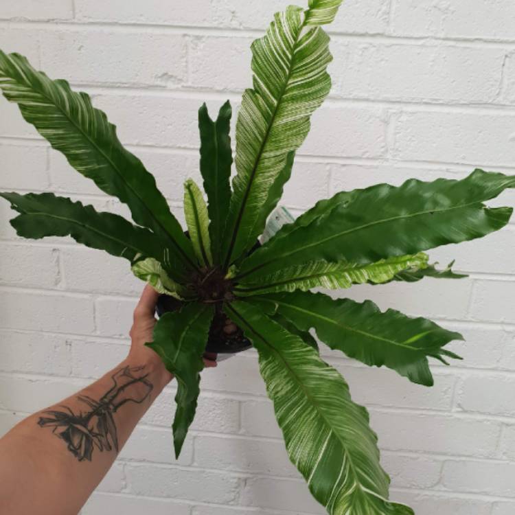 Plant image Asplenium nidus variegated form