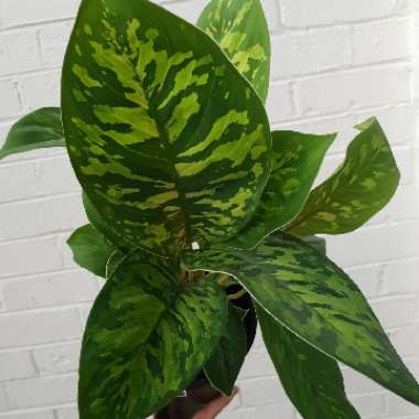 Homalomena Camouflage 