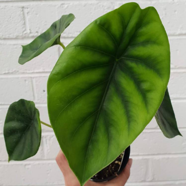 Plant image Alocasia clypeolata syn. Alocasia 'Green Shield', Alocasia clypeolata 'Green Shield'