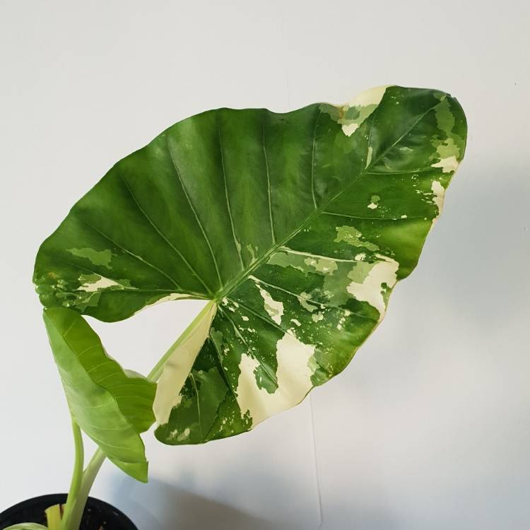 Plant image Alocasia macrorrhizos 'Variegata' syn. Alocasia macrorrhizos 'Albo Variegata'