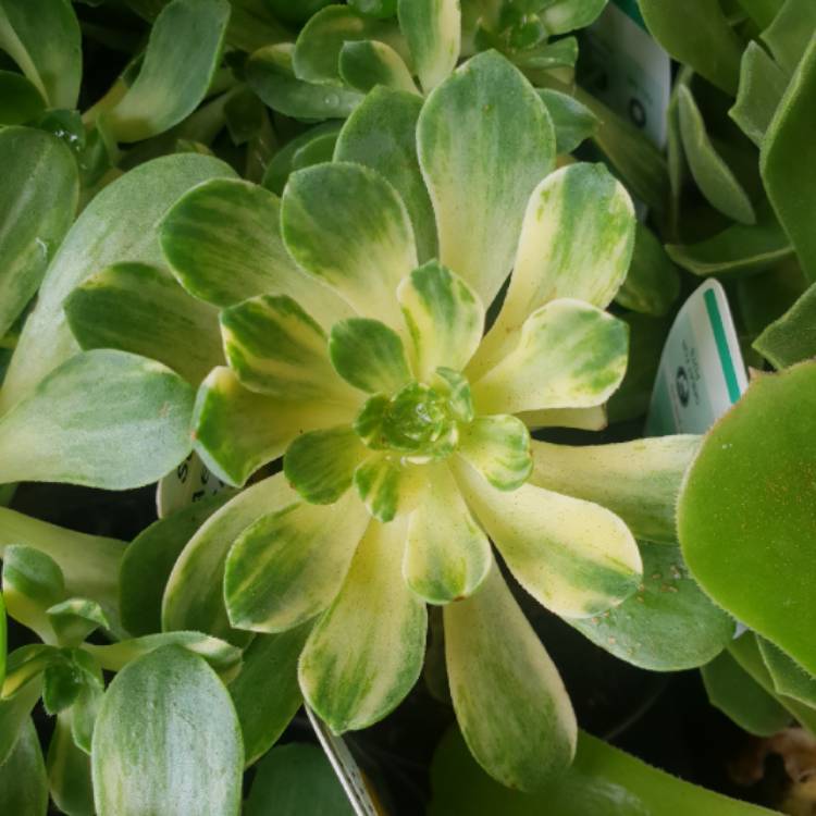 Plant image Aeonium Suncup