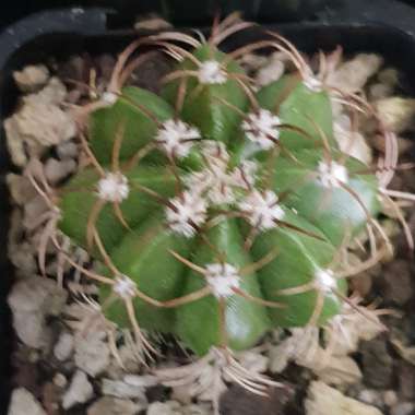 Melocactus matanzanus