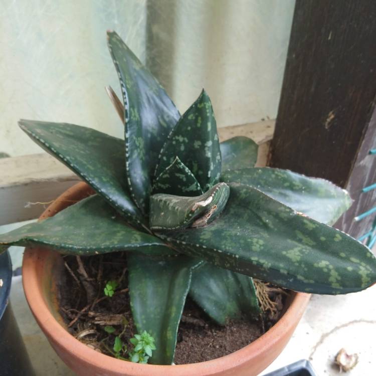 Plant image x Gasteraloe