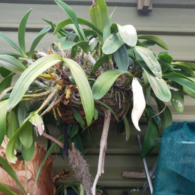 Plant image Dendrobium speciosum