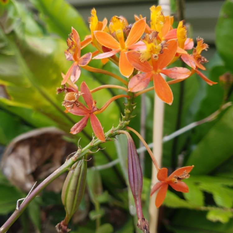 Plant image Epidendrum Radicans