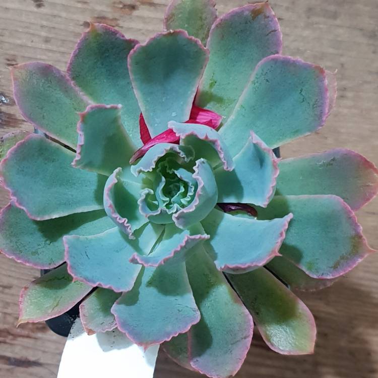 Plant image Echeveria Pink Frills