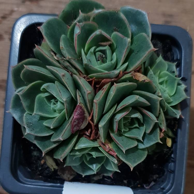 Plant image Echeveria Longissima var. Longissima