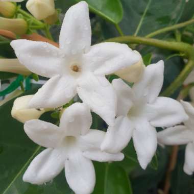 Stephanotis floribunda