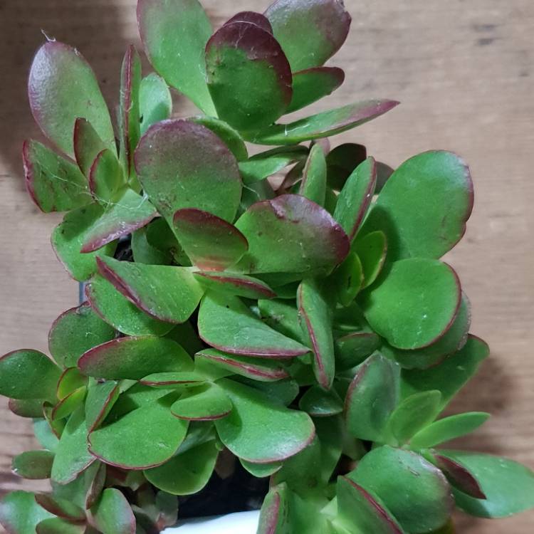 Plant image Crassula Platyphylla