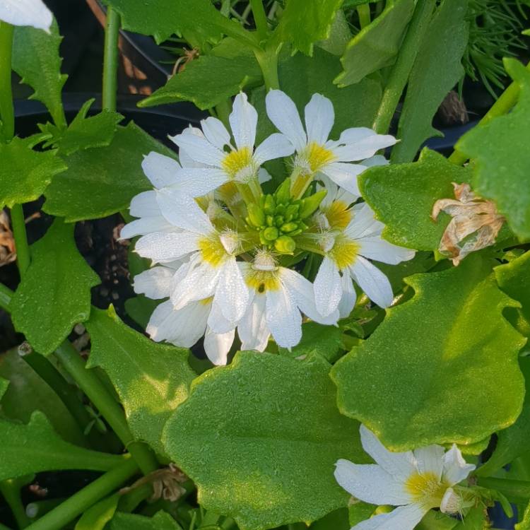 Plant image Scaevola aemula