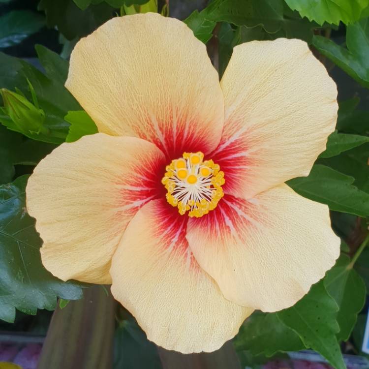 Plant image Hibiscus rosa-sinensis 'Cuban Variety'