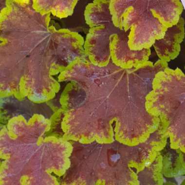 x Heucherella 'Solar Eclipse'