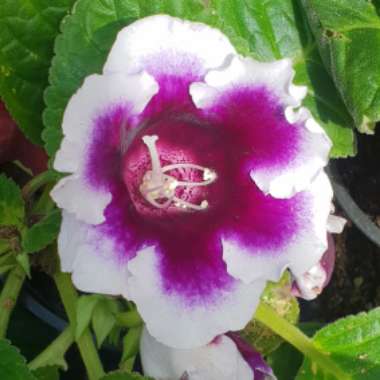 Gloxinia