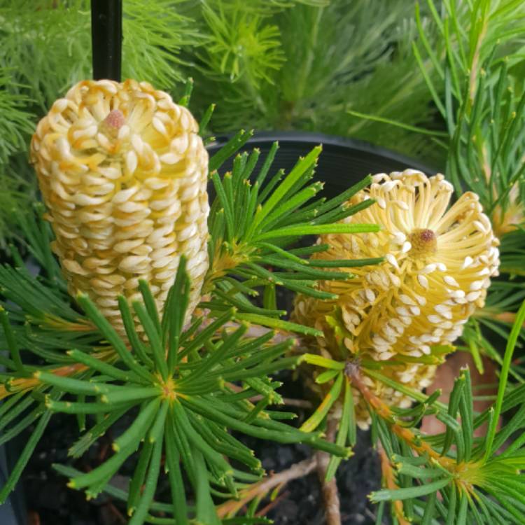 Plant image Banksia spinulosa 'Birthday Candles'