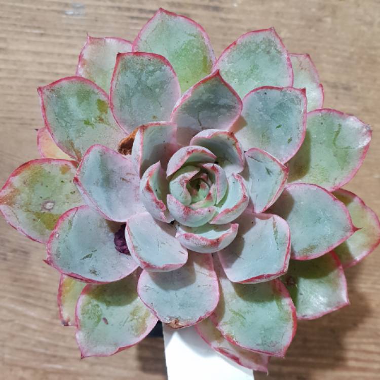 Plant image Echeveria Hera