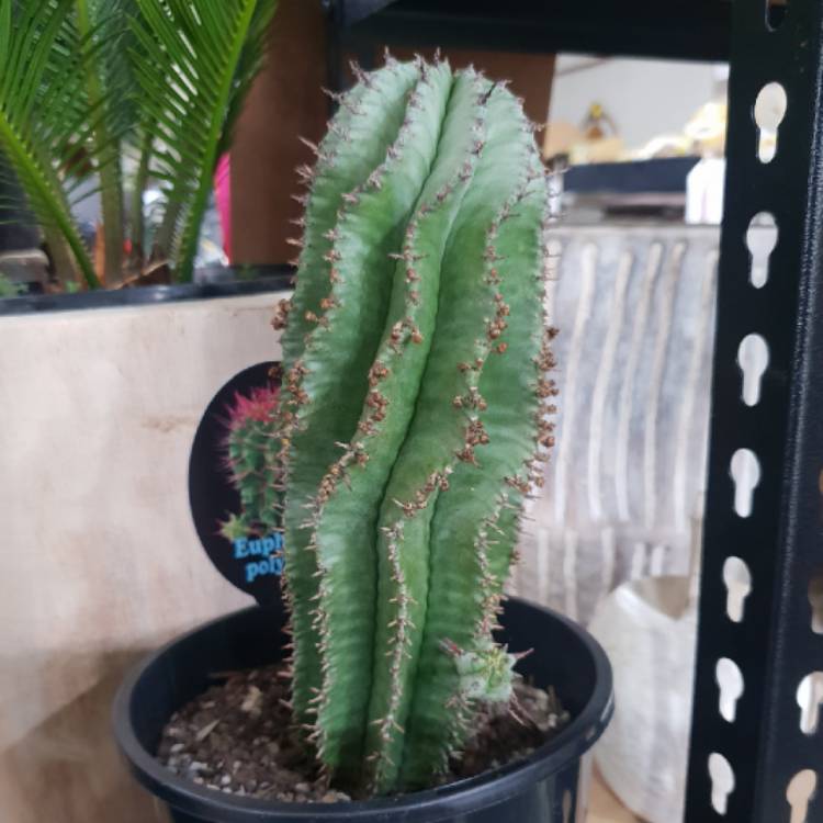 Plant image Euphorbia Polygona