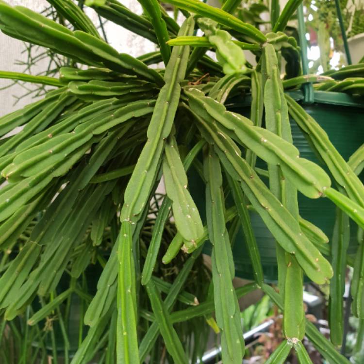 Plant image Rhipsalis pentaptera