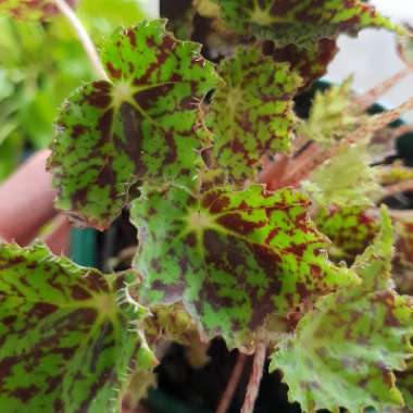 Begonia bowerae syn. Begonia bowerii, Begonia boweri