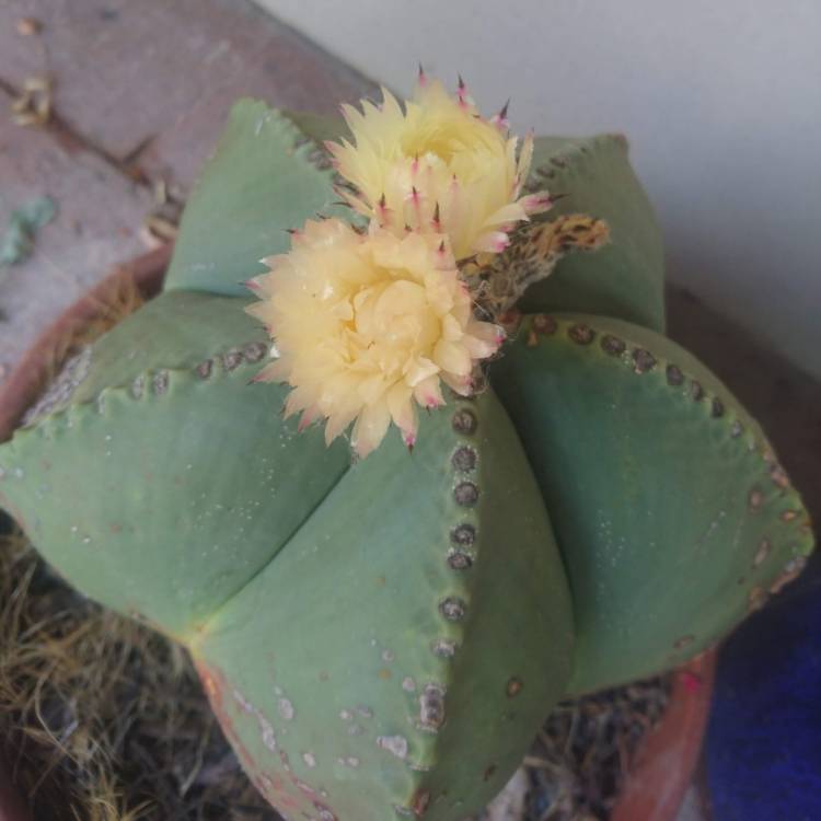 Plant image Astrophytum