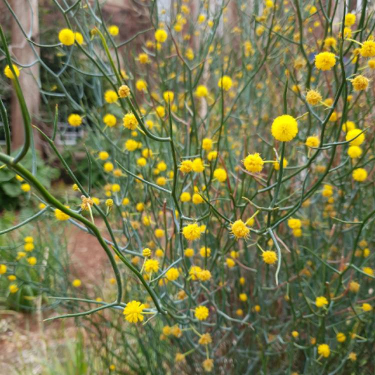 Plant image Acacia aphylla