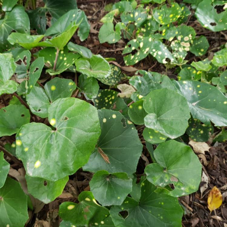 Plant image Farfugium japonicum 'Aureomaculatum' syn. Ligularia japonicum 'Aureomaculata'