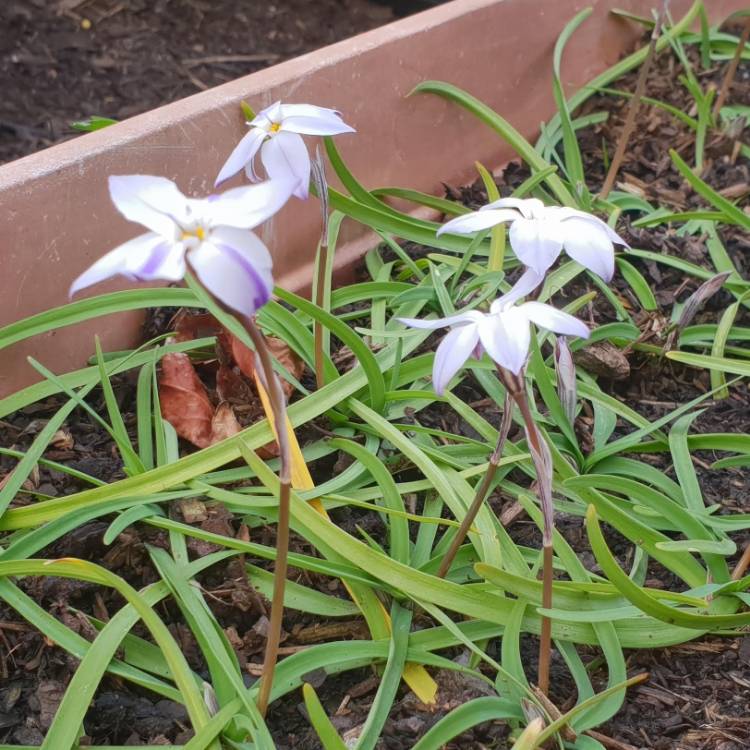 Plant image Triteleia syn. Brodiaea candida ;  Brodiaea laxa