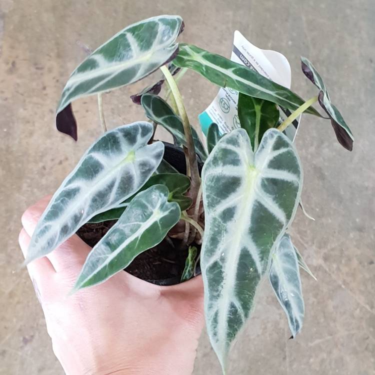 Plant image Alocasia 'Bambino Arrow' (Bambino Series)