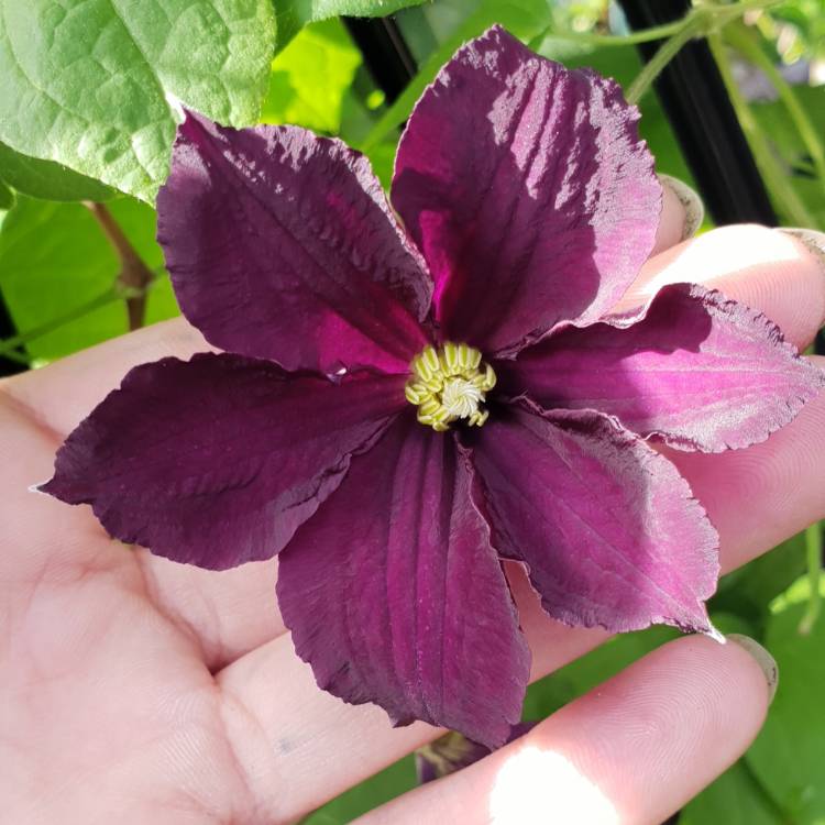 Plant image Clematis ‘Romantika'