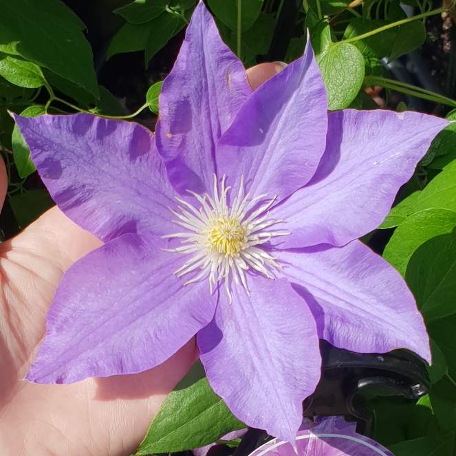 Plant image Clematis 'H F Young'