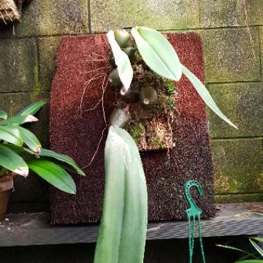 Bulbophyllum Fletchieranum 