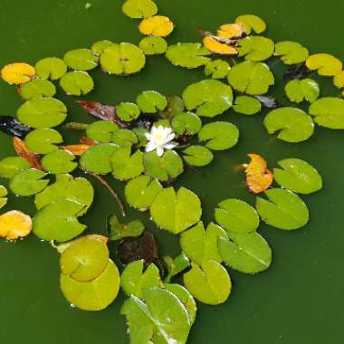 Nymphaea 'Alba'