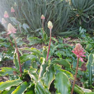 Veltheimia bracteata syn. Veltheimia viridifolia