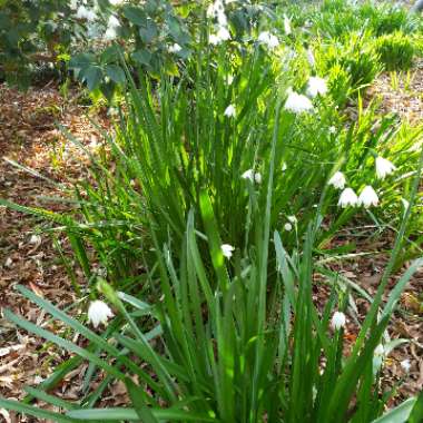 Leucojum vernum