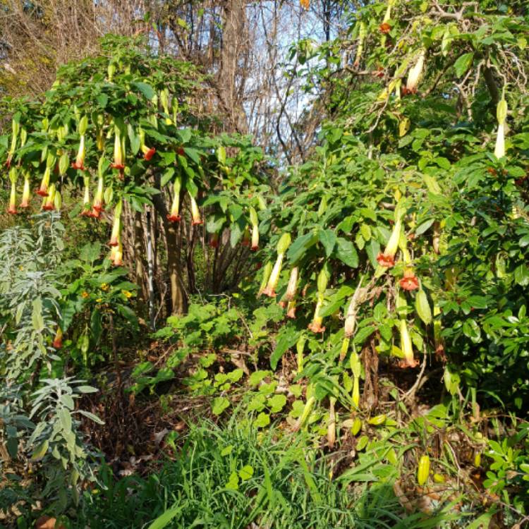 Plant image Brugmansia sanguinea