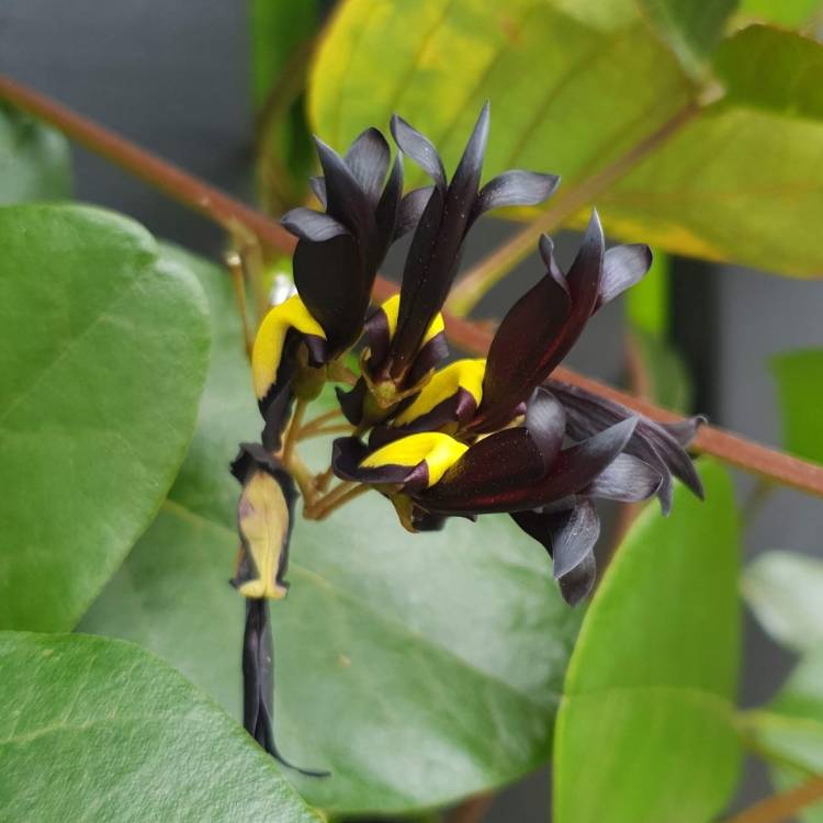 Plant image Kennedia nigricans