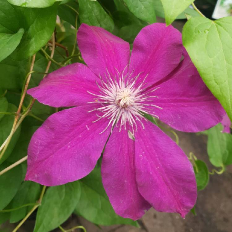 Plant image Clematis 'Westerplatte'