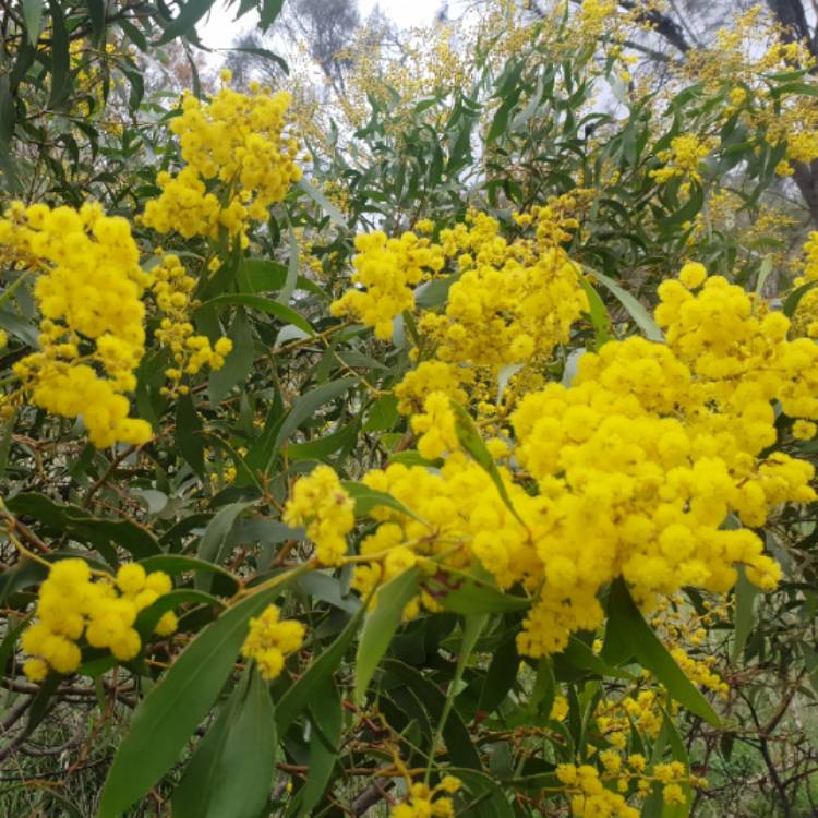 Plant image Acacia