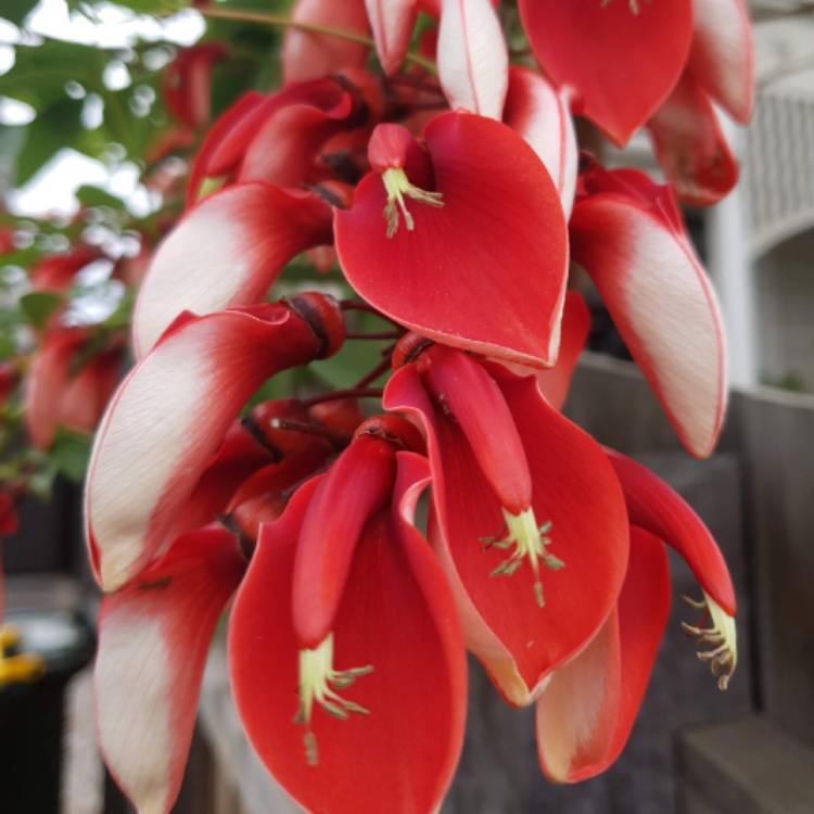 Plant image Erythrina crista-galli