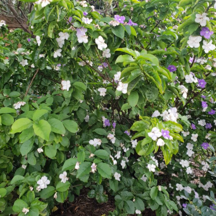 Plant image Brunfelsia pauciflora 'Floribunda'