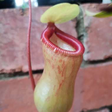 Nepenthes