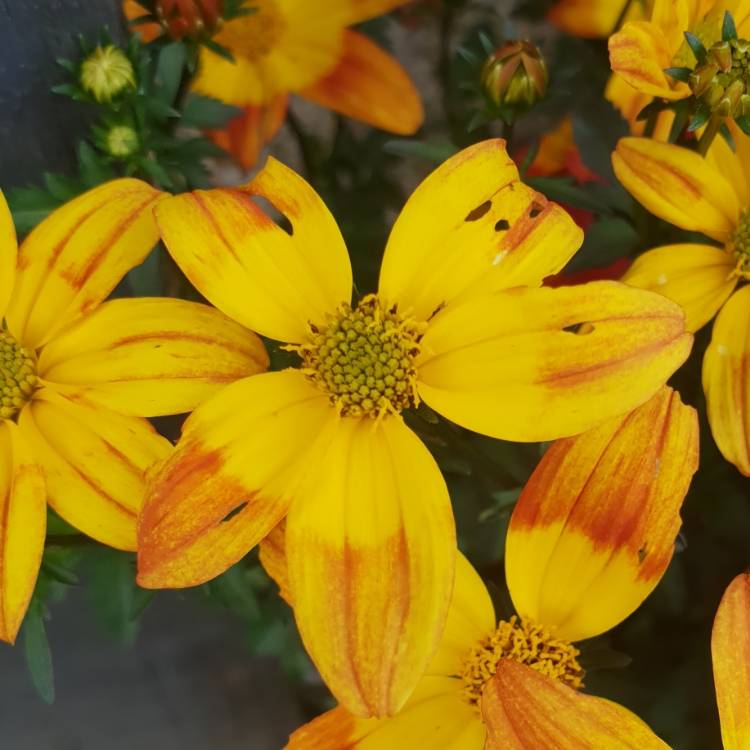 Plant image Bidens 'Bee Alive'