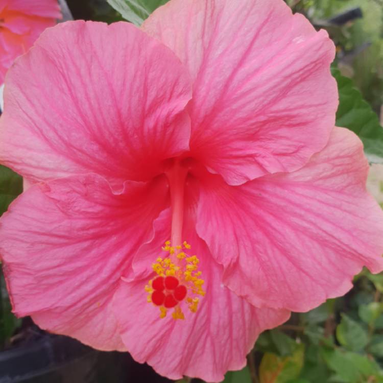 Plant image Hibiscus rosa-sinensis 'Rio Clara'