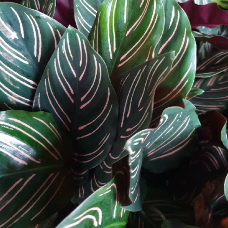 Plant image Calathea Ornata 'Beauty Star'