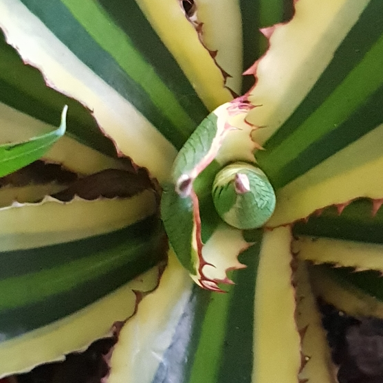 Plant image Agave lophantha 'Quadricolour'